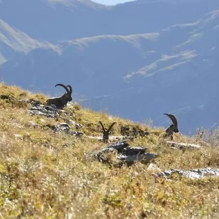 Chaeserruggblick By Interhome Apartment