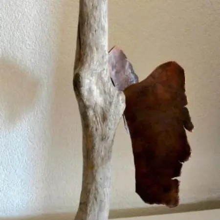 Chaeserruggblick By Interhome Unterwasser